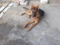 Orjinal Alman Çoban Kurdu 4 Aylık