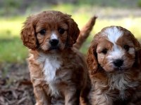 Eşsiz kalitede maltipoo yavrumuz