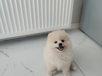 Pomeranian boo ayı surat