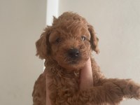 Toy poodle bebeklerim yeni yuvalarına gitmeye hazır