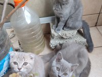 Scottish Fold dişi ve British Short Hair erkek