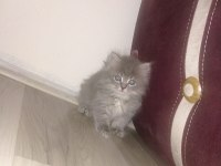 British longhair 60 günlük
