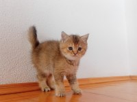 British golden anne baba şecereli