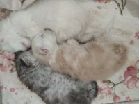 2 aylık safkan maine coon yavrularımız