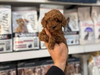 Toy poodle yavrularımız