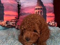 IRK VE SAĞLIK GARANTİLİ POODLE BEBEKLERİ