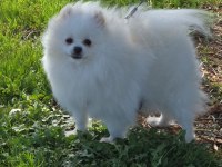 Show kalite pomeranian boo
