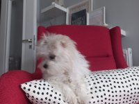 5 aylık morkie teacup