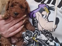 Toy Poodle Yavru Veteriner Kontrollü