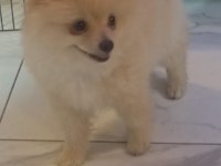 Sağlıklı pomeranian yavrular