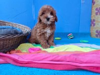 İNANILMAZ GÜZELLİKTE MALTİPOO YAVRULAR