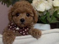 APRİCOT TOY POODLE BEBEKLER