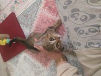 3 Aylık tekir kedimiz