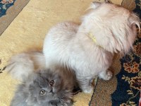 Scottish fold bebek