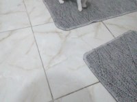Yavru kedimiz ücretsiz sahiplendirmek istiyorum