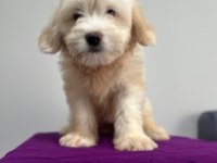 Maltipoo yavrum 55 günlük