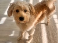 Ücretsiz takip şartlı maltipoo sahiplendirme