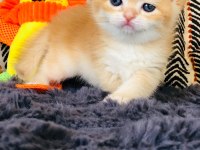 A kalite BRİTİSH SHORTHAİR GOLDEN yavrular
