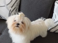 Şecereli Kore Maltese