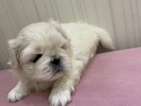 Maltipoo köpeğimiz süslü yeni ailesini arıyor eğitimli