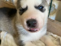 UYGUNA SİBİRYA KURDU HUSKY BEBEKLERİ