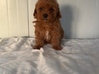 Dişi Toy Poodle Minik Tatlılık
