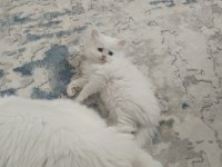 Beyaz Mavi Gözlü Chinchilla