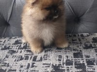 Pomeranian bebekler
