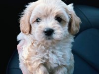 ÜST KALİTE MALTİPOO YAVRULARIM