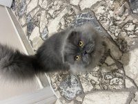 Yavrumun yavrusu british longhair