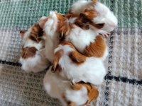 Silkie cins temiz ginepigler