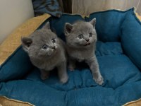 British shorthair torunlarımız yuvasını arıyor
