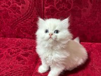 Safkan ırk sağlık garantili british longhair