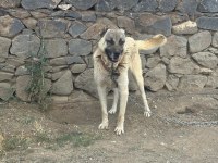 Safkan temiz damar köpeğimiz