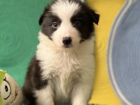Zeka Küpü Border Collie Yavrular