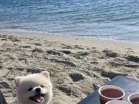 Pomeranian eş bulma ilanıdır