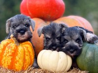 FCI secereli Miniatute Schnauzer yavruları