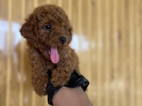 Toy Poodle Bebekler Referans Yavru