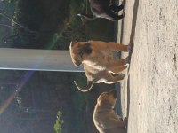 Yavrular kangal ve kurt tarzı köpeğin yavrularıdır