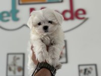 Petmode köpek çiftliğinden tea cup kore kan maltese