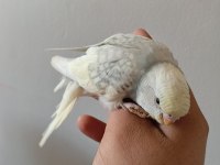 Yavru Ve 3 Aylık Muhabbet Kuşları