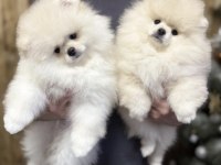 Pomeranian Boo Eğitimli