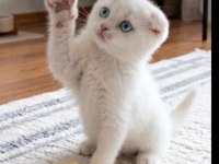 60 günlük erkek scottish fold kırık kulak