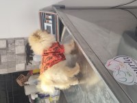 5 aylık erkek pomeranian