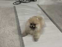 4 aylık dişi pomeranian boo