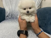 Pomeranian boo bebekler