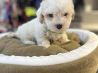 BİBLO GÜZELLİĞİNDE TEACUP MALTİPOO