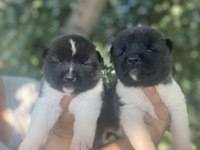 Amerikan Akita Yavrularımız