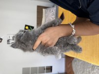 British shorthair