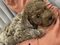 2.5 aylık Toy Poodle